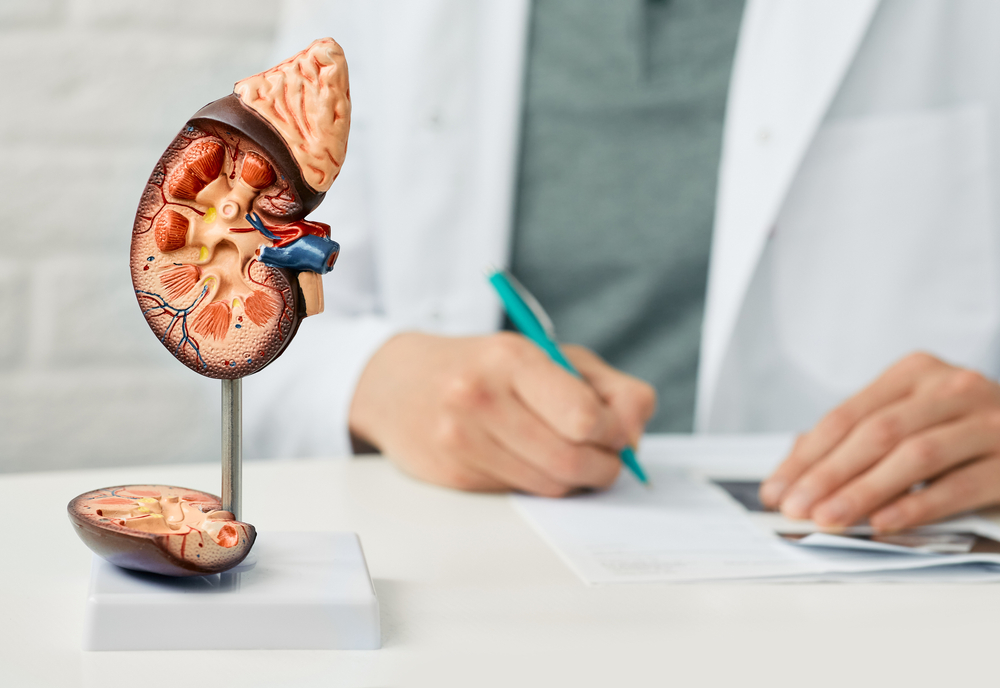 A doctor is writing on a desk with a kidney model.